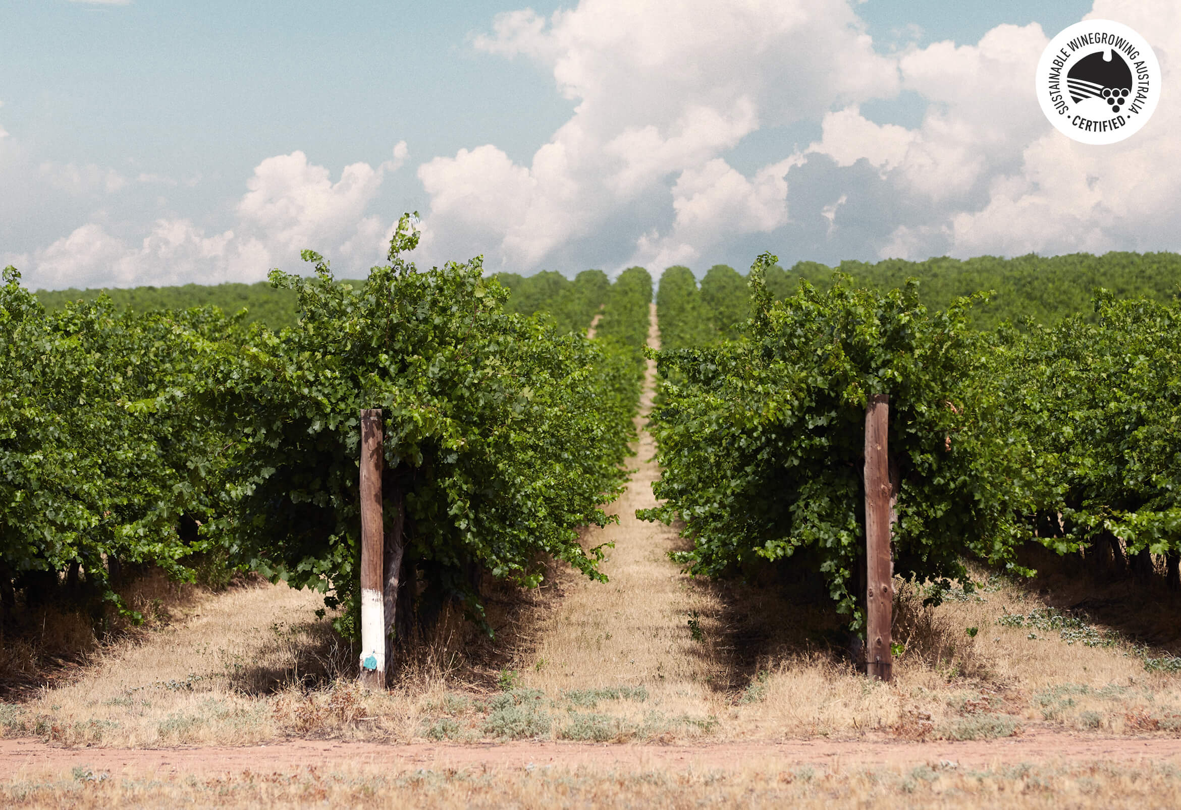 SOLARA-DUXTON-VINEYARD-2340x1606px